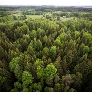 3 Naujame Miškų įstatymo projekte – didesnė miškų apsauga