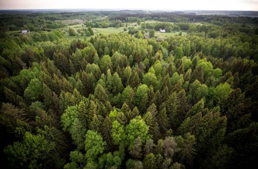 Naujame Miškų įstatymo projekte – didesnė miškų apsauga