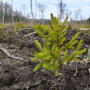 1 Miško sodinimo sezonas prasideda: kas gali gauti paramą?