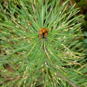 1 Paskelbta Lietuvos valstybinių miškų 2024 m. sanitarinės būklės apžvalga