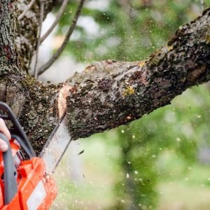 1 Medžių kirtimas ir genėjimas pavasarį: ką būtina žinoti