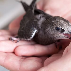 1 Nelieskime gamtoje sutiktų sveikų jauniklių – tai kenkia jiems