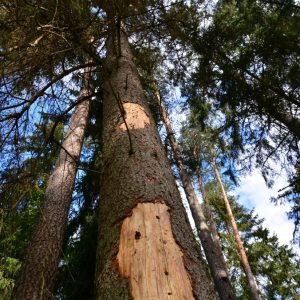 1 Kazlų Rūdoje dėl žievėgraudžio tipografo skelbiama stichinė nelaimė