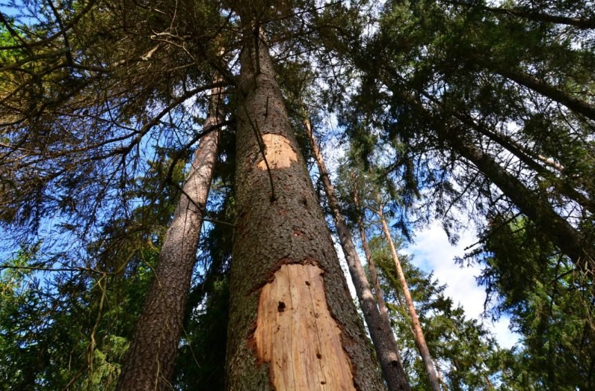 Kazlų Rūdoje dėl žievėgraudžio tipografo skelbiama stichinė nelaimė