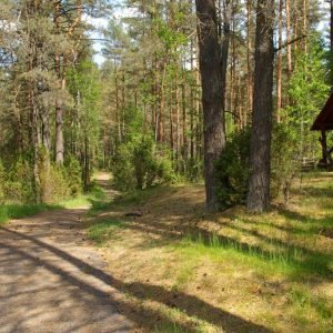 1 Premjerui ir socialiniams partneriams pristatytos rengiamo Miškų įstatymo projekto svarbiausios nuostatos