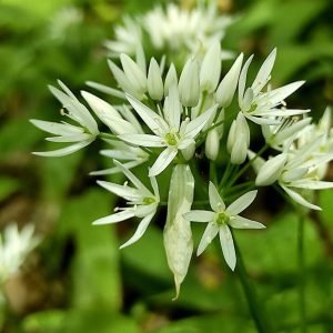 1 Su gamtos dovanomis elkimės atsakingai: prasidėjo meškinių česnakų sezonas