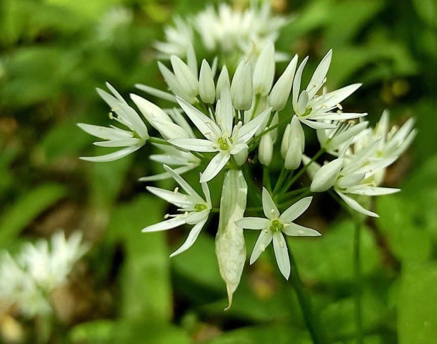 Su gamtos dovanomis elkimės atsakingai: prasidėjo meškinių česnakų sezonas