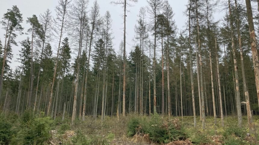 Ar galima savo miške iškirsti sausuolius?