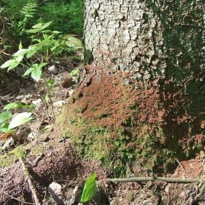 1 Stichinė nelaimė dėl žievėgraudžio tipografo skelbiama ir Vilniaus rajone