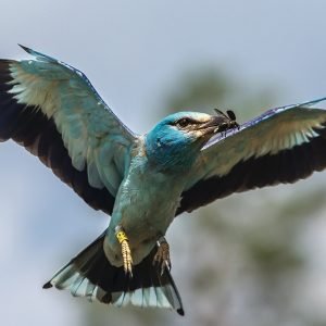 Pamatę gamtoje retą rūšį fiksuokite informacinėje sistemoje – padėsite ją saugoti