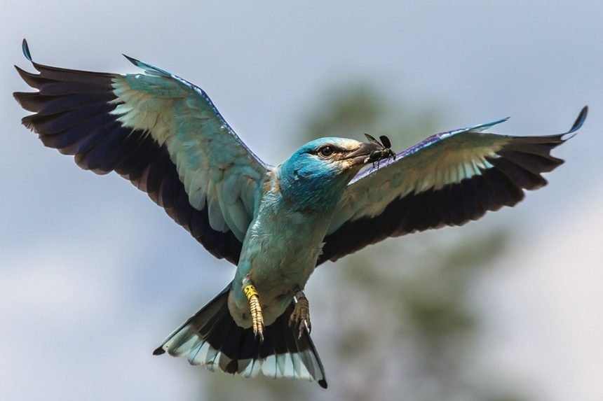 Pamatę gamtoje retą rūšį fiksuokite informacinėje sistemoje – padėsite ją saugoti