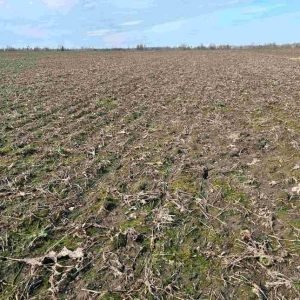 Šalnų padarinius pajus net ir nenušalę pasėliai