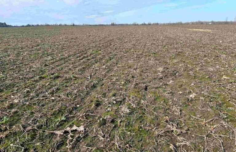 Šalnų padarinius pajus net ir nenušalę pasėliai