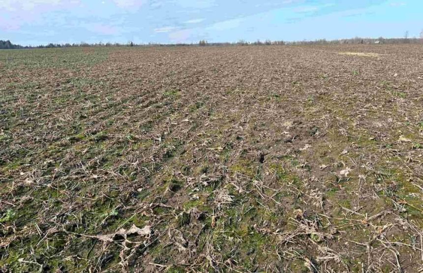 Šalnų padarinius pajus net ir nenušalę pasėliai