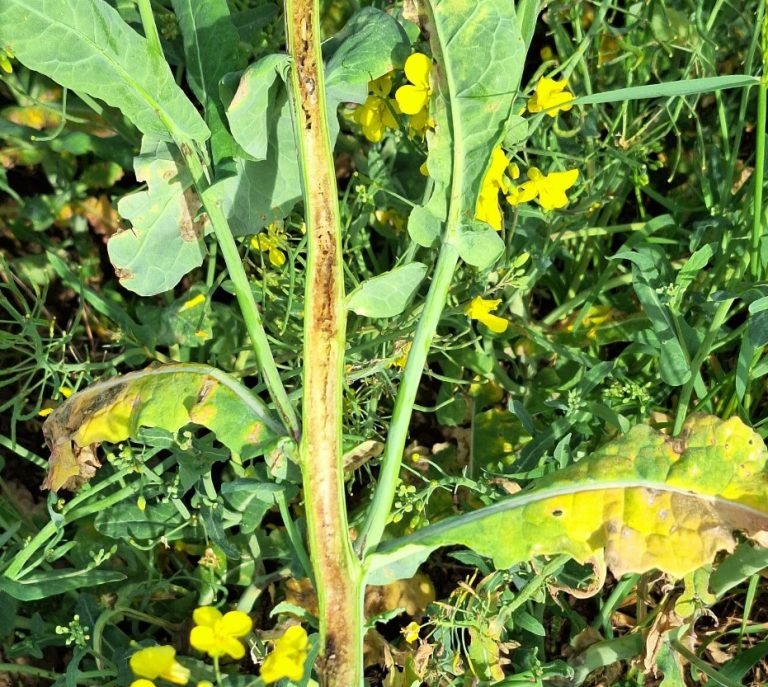 Neįprasti gegužės orai Lietuvos ūkius paveikė skirtingai: vienur skaičiuoja nuostolius, kitur tikisi įprasto derliaus