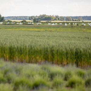 Žemės ūkio ministerija dvigubina paramą – 10 mln. eurų vienam gavėjui. Kam naudingi tokie projektai ?