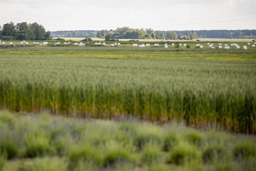 1 Žemės ūkio ministerija dvigubina paramą – 10 mln. eurų vienam gavėjui. Kam naudingi tokie projektai ?