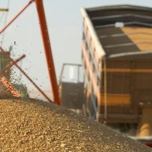 Grūdų rinkos reaguoja į JAV ir Prancūzijos derliaus prognozes bei atidžiai stebi politinius įvykius