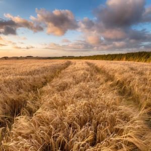 Pavojingos, kaip ir piktžolės: kodėl būtina kontroliuoti javų pabiras?